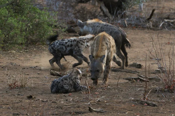 sırtlanlar niteliğine Kruger National Park