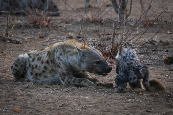 Hyänen Der Natur Kruger Nationalpark — Stockfoto