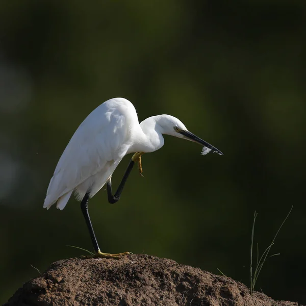 Seidenreiher Auf Der Jagd Nach Fischen Seewasser Kruger Nationalpark — Stockfoto