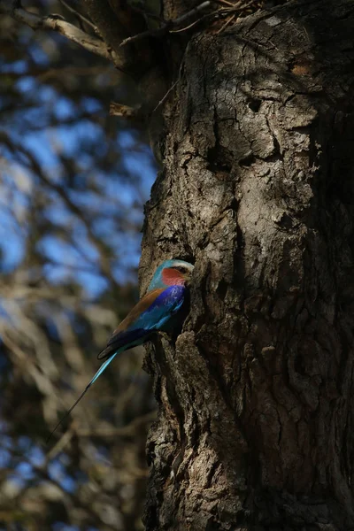 Uccello Rullo Dal Petto Lilla Con Piume Colorate Kruger National — Foto Stock