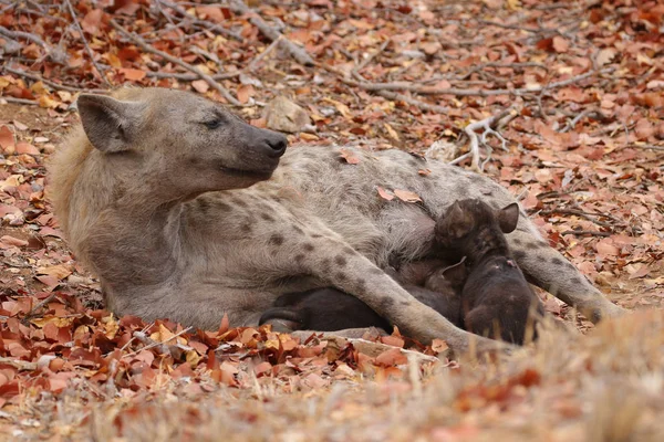 Hyena Kecil Berbintik Lucu Bermain Tanah Kering Taman Nasional Kruger — Stok Foto