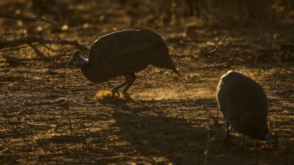 Flótázó Barátait Francolin Spurfowls Madarak Fióktelep Bokor Háttérben Kruger Nemzeti — Stock Fotó