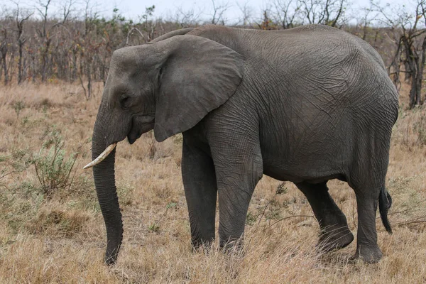 Elefante Africano Parque Nacional Kruger — Foto de Stock