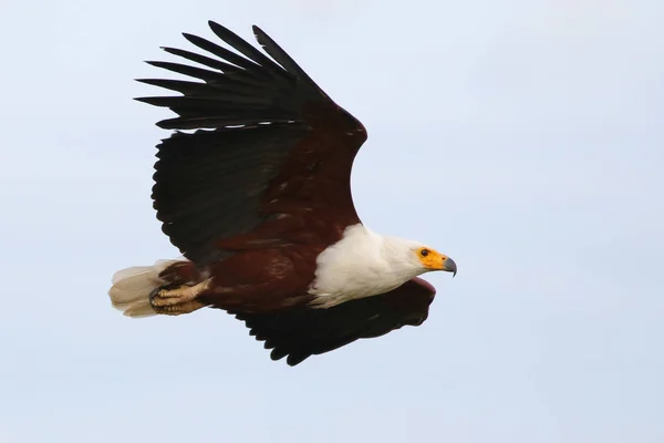 Águila Halcón Calva Vuelo —  Fotos de Stock