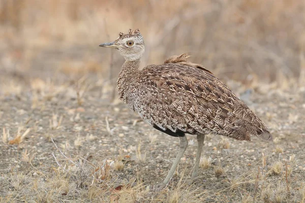 Kori Bustard Walking South Africa — Stock Photo, Image