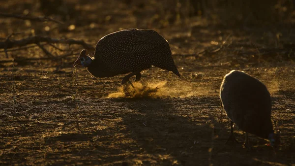 Flótázó Barátait Francolin Spurfowls Madarak Fióktelep Bokor Háttérben Kruger Nemzeti — Stock Fotó