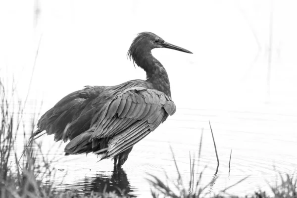 Caça Garça Negra África Sul — Fotografia de Stock