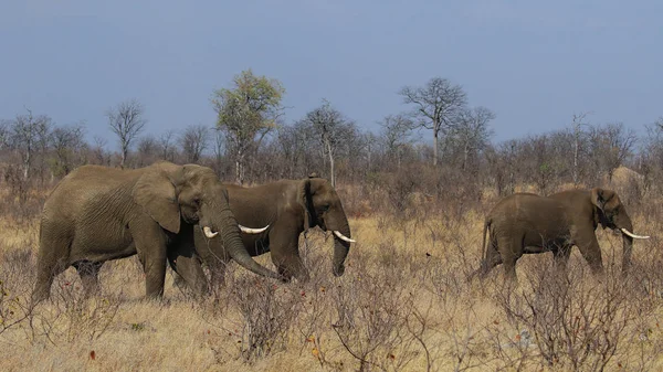 Elefantes Africanos Parque Nacional Kruger — Foto de Stock