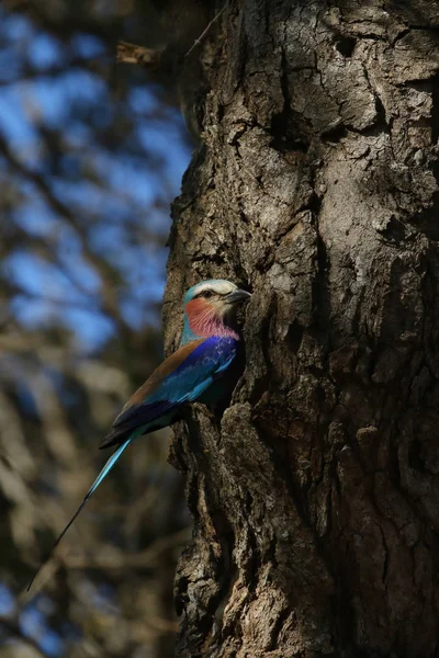 Λιλά Breasted Κυλίνδρου Πουλί Πολύχρωμα Φτερά Εθνικό Πάρκο Κρούγκερ — Φωτογραφία Αρχείου