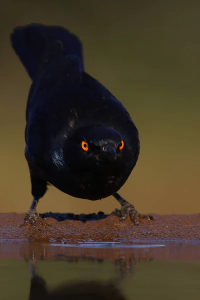 Vogel Trinkt Aus Teich Mit Schnabel Wasser Afrika — Stockfoto