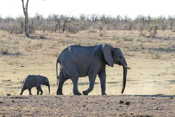 Bebé Elefante Africano Caminando Con Adulto Sudáfrica — Foto de Stock