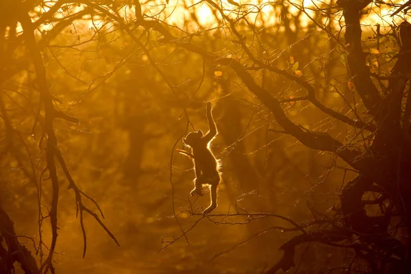 Low key image of chacma baboon playing at sunset with rim lighting