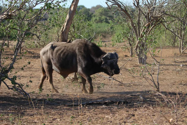 Кабо Буффало Bull Довгим Рогами Південно Африканська Республіка — стокове фото