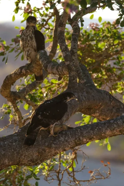 Las Aves Hermosas Sentadas Árbol Fotos De Stock