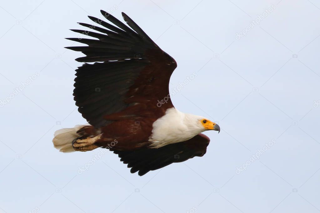 bald hawk eagle in flight
