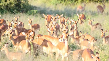 Bebeklerde çim sahası, Güney Afrika ile Impala antilop sürüsü 