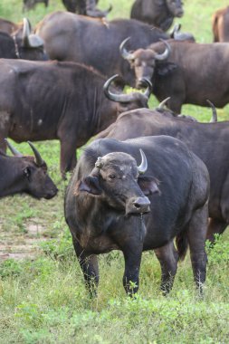 Kırmızı zemin üzerinde Güney Afrika ayakta buffalos sürüsü