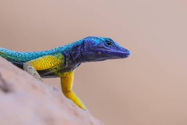 Mavi kafalı kertenkele granit kaya, Güney Afrika