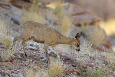 Küçük kahverengi steenbok antilop gündoğumu, Güney Afrika, tozlu zeminde
