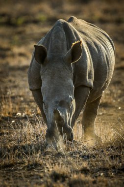 Nesli tükenmekte olan beyaz gergedan kırmızı kum, Güney Afrika üzerinde gün batımında portresi