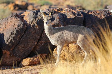 Milli Park içinde küçük antilop