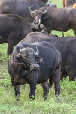 Kırmızı zemin üzerinde Güney Afrika ayakta buffalos sürüsü