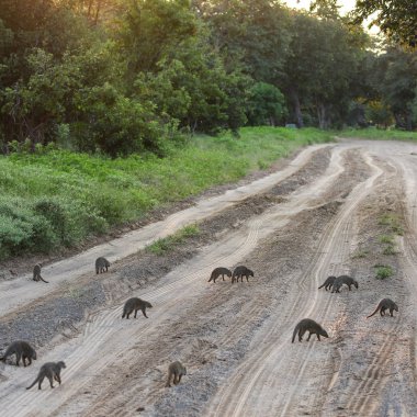 Afrika 'da cüce Mongooses hayvanlar