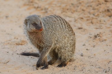 Afrika 'da cüce Firavun hayvanı