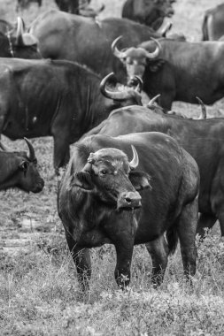Kırmızı zemin üzerinde Güney Afrika ayakta buffalos sürüsü