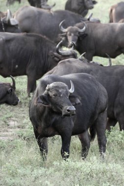Kırmızı zemin üzerinde Güney Afrika ayakta buffalos sürüsü