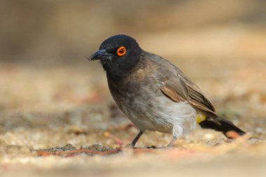 Arka planda güzel kuşun yakın plan görüntüsü
