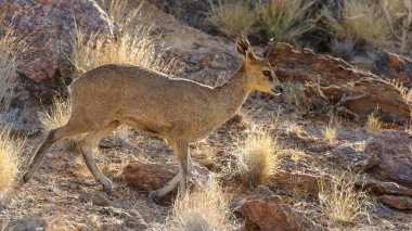Küçük kahverengi steenbok antilop gündoğumu, Güney Afrika, tozlu zeminde