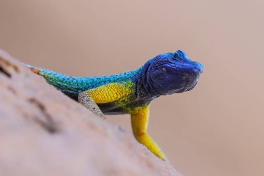 Mavi kafalı kertenkele granit kaya, Güney Afrika