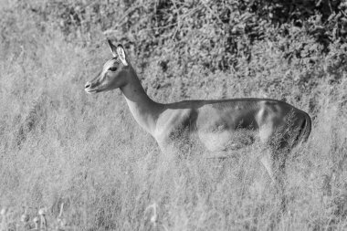 Milli Park içinde küçük antilop