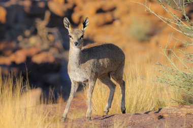 Milli Park içinde küçük antilop