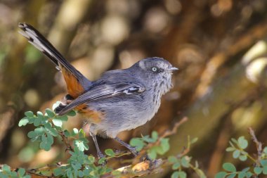 Arka planda güzel kuşun yakın plan görüntüsü