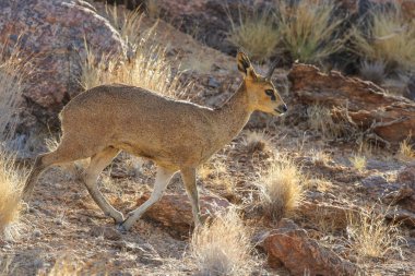 Küçük kahverengi steenbok antilop gündoğumu, Güney Afrika, tozlu zeminde