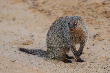 Afrika 'da cüce Firavun hayvanı