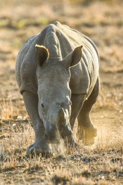 Nesli tükenmekte olan beyaz gergedan kırmızı kum, Güney Afrika üzerinde gün batımında portresi