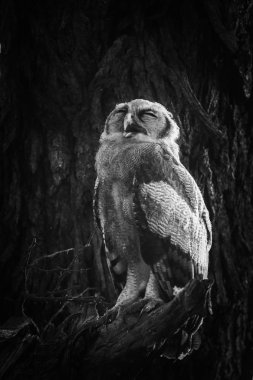 Milli Parkı ağaçta baykuş kuş