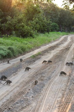 Afrika 'da cüce Mongooses hayvanlar
