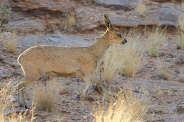 Küçük kahverengi steenbok antilop gündoğumu, Güney Afrika, tozlu zeminde