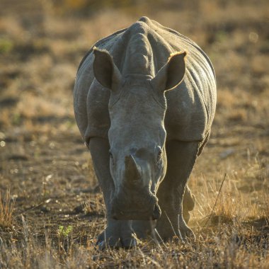 Nesli tükenmekte olan beyaz gergedan kırmızı kum, Güney Afrika üzerinde gün batımında portresi