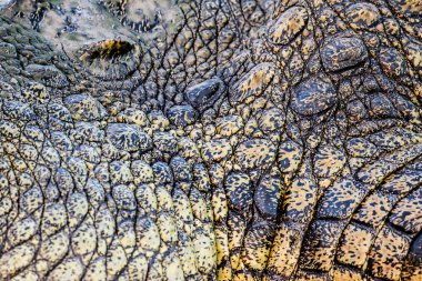 Timsah hayvan arka plan üzerinde kapat