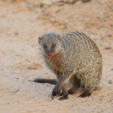 Afrika 'da cüce Firavun hayvanı
