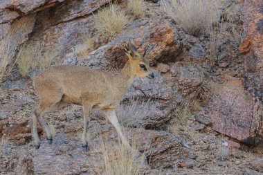 Küçük kahverengi steenbok antilop gündoğumu, Güney Afrika, tozlu zeminde