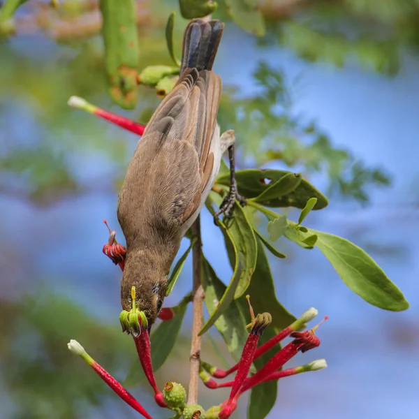 Kırmızı Çiçek Nektarı Içmek Kadın Gölgeli Sunbird — Stok fotoğraf