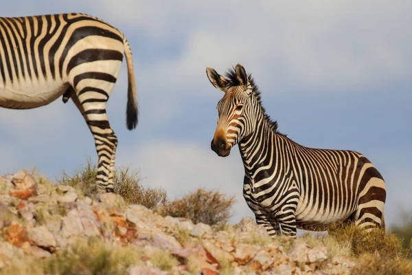 Zebra Montagna Del Capo Montagne Rocciose — Foto Stock