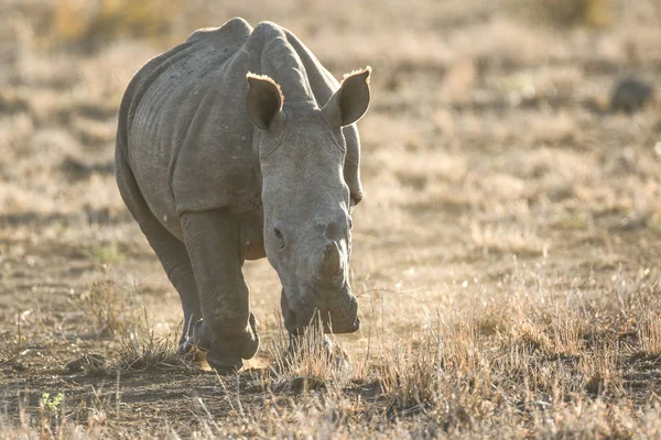 Portrait Rhinocéros Blanc Voie Disparition Coucher Soleil Sur Sable Rouge — Photo