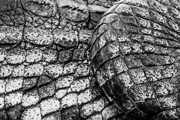 crocodile animal  on background,close up